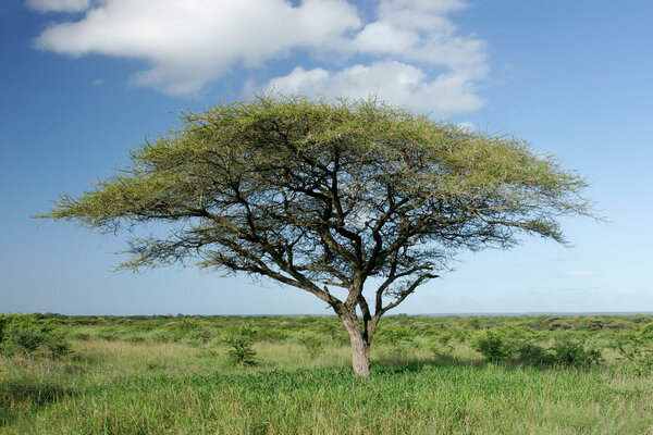African landscape with an Acacia tree (Acacia tortilis), South Africa