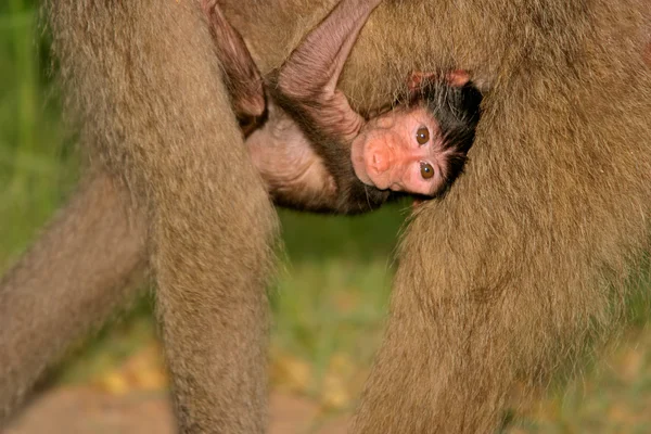 宝贝南非大狒狒 — 图库照片
