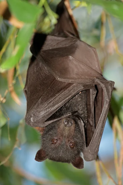 Bat animal Stock Photos, Royalty Free Bat animal Images | Depositphotos
