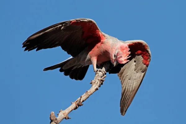 Roze kaketoe kaketoe, Australië — Stockfoto