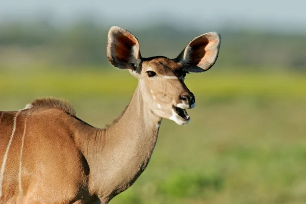 Kudu antilope — Stockfoto