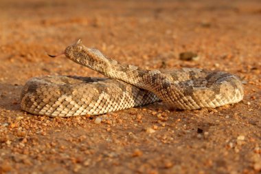 Horned adder (Bitis caudalis) in defensive position, Namibia, southern Africa clipart