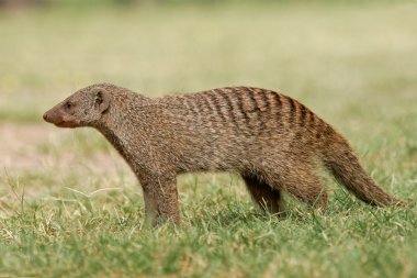 Banded mongoose clipart