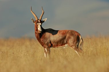 blesbok antilop (damaliscus pygargus), sabah erken, Güney Afrika