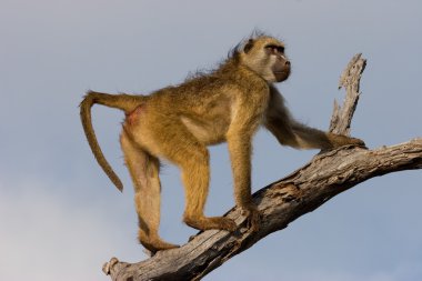 Chacma Baboon clipart