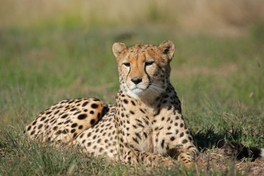 otların arasında Güney Afrika yalan cheetah (acinonyx jubatus)