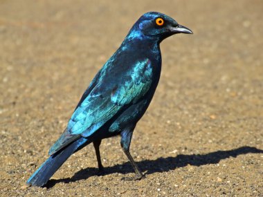 büyük Mavi kulaklı sığırcık (lamprotornis chalybaeus), kruger national park, Güney Afrika