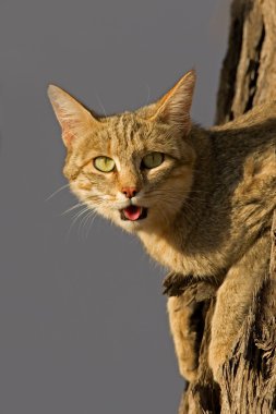 African wild cat clipart