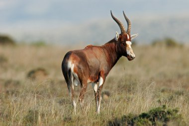 A blesbok antelope (Damaliscus pygargus), early morning, South Africa clipart