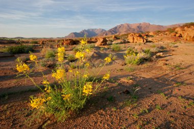 Desert landscape clipart
