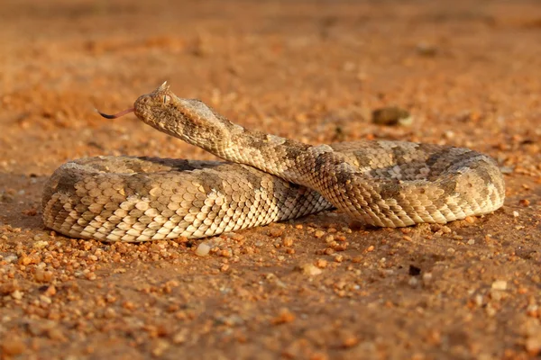 Рогатая Змея Bitis Caudalis Оборонительной Позиции Намибия Южная Африка — стоковое фото