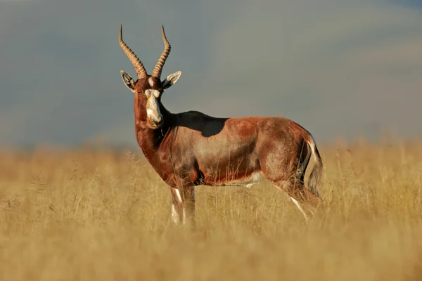 Blesbok Antilop Damaliscus Pygargus Sabah Erken Güney Afrika — Stok fotoğraf