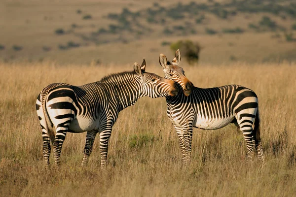 Endangered Cape Mountain Zebras Equus Zebra Mountain Zebra National Park — Stock Photo, Image