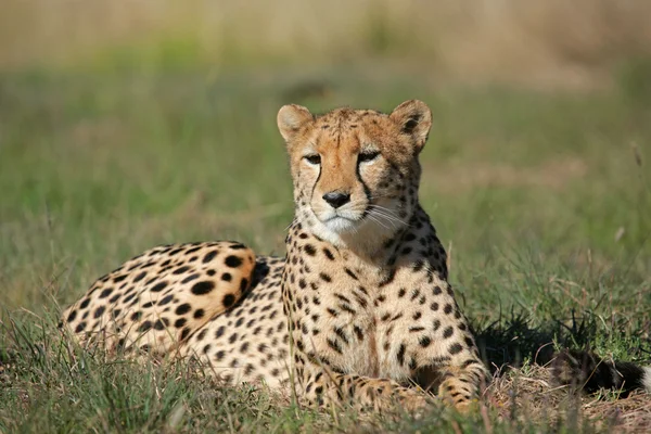 Cheetah Acinonyx Jubatus Couché Dans Herbe Afrique Sud — Photo