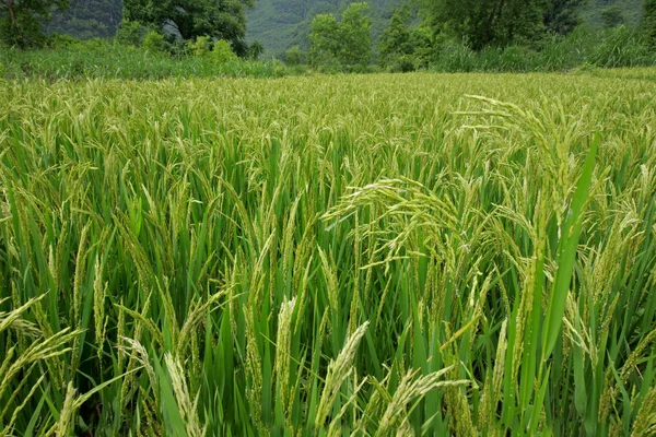 Chinese rice field — Stock Photo, Image