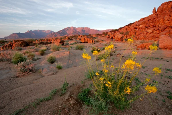 Woestijn Landschap Bij Zonsopgang Brandberg Berg Namibië Zuid Afrika — Stockfoto
