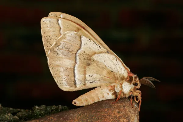 Lurviga moth — Stockfoto