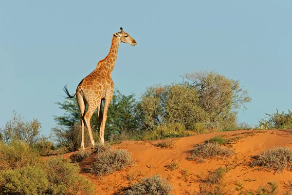 Una Giraffa Giraffa Camelopardalis Una Duna Sabbia Deserto Del Kalahari — Foto Stock