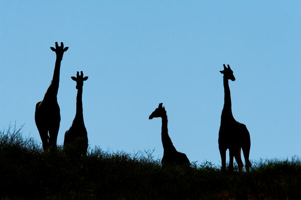 Silhouette of giraffes on a dune (Giraffa camelopardalis) Kalahari desert, South Africa