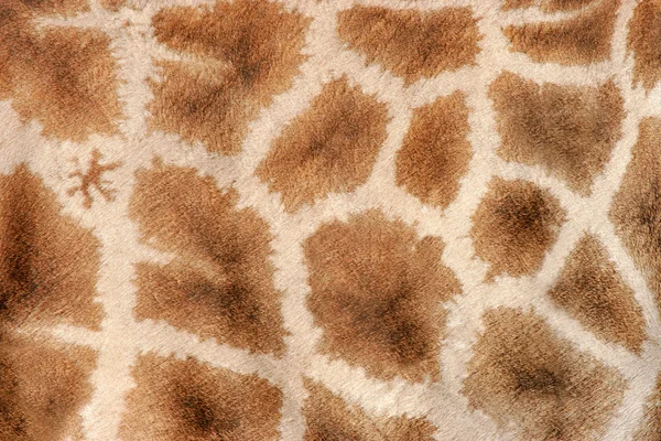 Close View Skin Giraffe Giraffa Camelopardalis — Stock Photo, Image