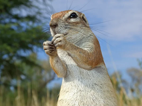 Földi mókus — Stock Fotó