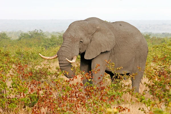 Elefante Africano Loxodonta Africana Che Nutre Alberi Mopane Kruger National — Foto Stock