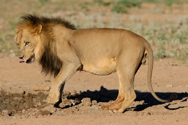 Μεγάλο Μαύρο Maned Αφρικανικό Λιοντάρι Panthera Leo Καλαχάρι Νότια Αφρική — Φωτογραφία Αρχείου