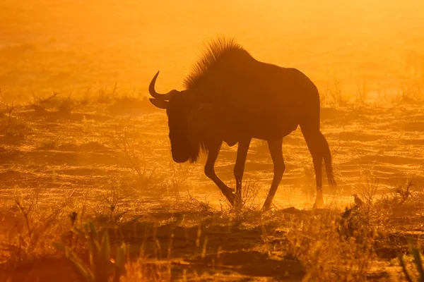 Синій антилоп у пилу — стокове фото