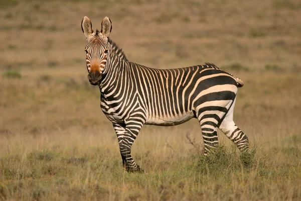 Опасный Мыс Зебра Equus Zebra Национальный Парк Маунтин Зебра Южная — стоковое фото