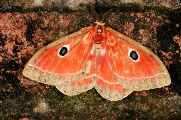 Papillon Nocturne Coloré Sur Fond Sombre — Photo