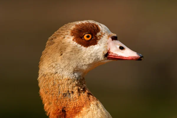 Portrait Egyptian Goose Alopochen Aegyptiacus South Africa — Stock Photo, Image