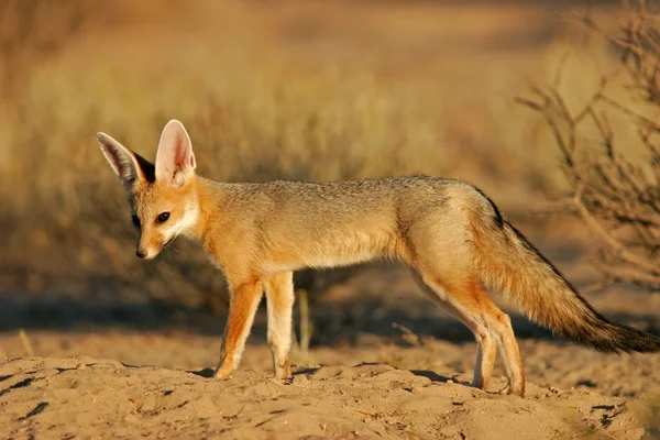 Cape fox — Stockfoto