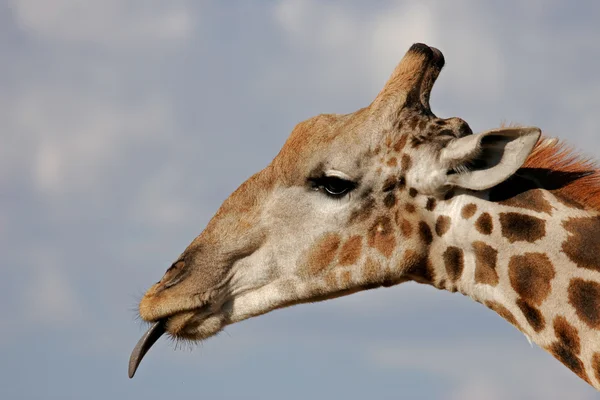 Retrato Cerca Una Jirafa Giraffa Camelopardalis Sudáfrica — Foto de Stock