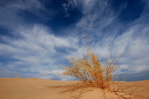 Kumul Mavi Gökyüzü Bulutlu Karşı Bir Afrika Çöl Çim — Stok fotoğraf
