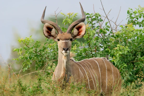 Unreife Männliche Kudu Antilope Tragelaphus Strepsiceros Kruger Nationalpark Südafrika — Stockfoto