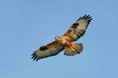 Raptor in flight clipart