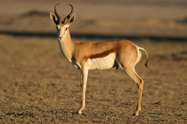 Springbok antilop