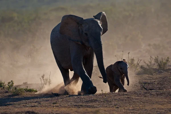 Afrikansk Elefant Med Kalv Loxodonta Africana Silhuett Damm Addo Elephant — Stockfoto
