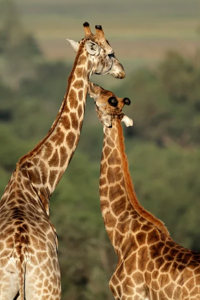 Взаимодействие Двух Жирафов Giraffa Camelopardalis Южная Африка — стоковое фото