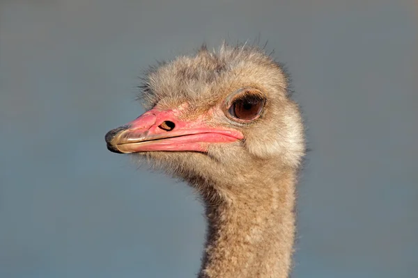 Portrait Une Autruche Struthio Camelus Afrique Sud — Photo