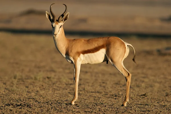 Antilope di Springbok — Foto Stock