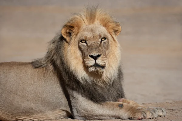Big male African lion Royalty Free Stock Images