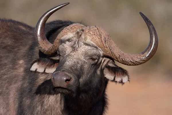 Retrato Búfalo Africano Cabo Syncerus Caffer África Sul — Fotografia de Stock