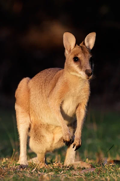 Wallaby Ágil Femenino Macropus Agilis Parque Nacional Kakadu Territorio Del — Foto de Stock