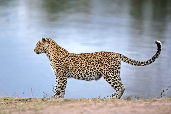 Alerte Léopard Panthera Pardus Dans Trou Eau Afrique Sud — Photo