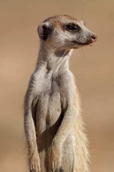 Retrato Uma Meerkat Suricata Suricatta Guarda Deserto Kalahari África Sul — Fotografia de Stock