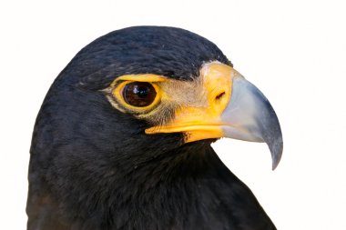 Black eagle isolated clipart