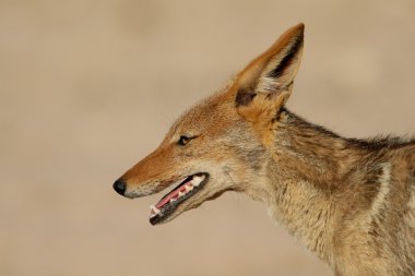 Black-backed Jackal clipart