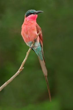 Carmine bee-eater clipart