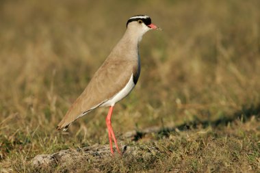 taç yağmurcunu (vanellus coronatus) ayakta otlak, etkin Milli Parkı, Namibya, Güney Afrika